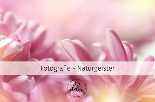 Diana Deva Marleen Foto Portfolio Naturgeister Naturliebe Marko Nature Spirit